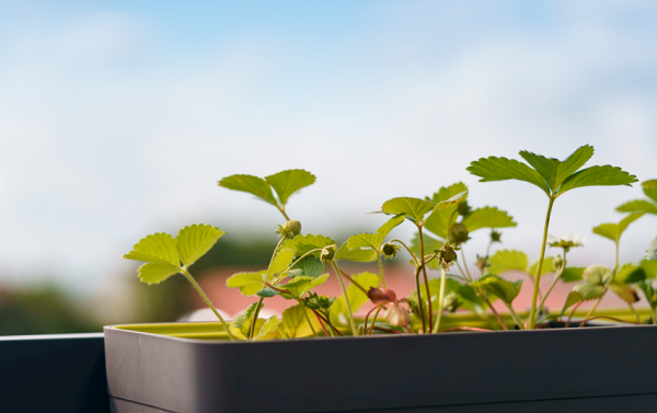 想要選擇高性價比的土壤養分檢測儀器?不妨看看這篇解析
