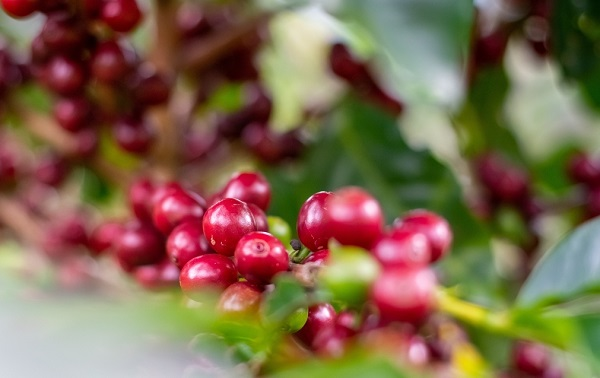 農藥殘留檢測儀有哪些說明？蔬菜中農藥殘留超標的原因