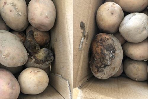 明知故犯!隔夜蟹、變質土豆上了消費者餐桌,誰給的勇氣