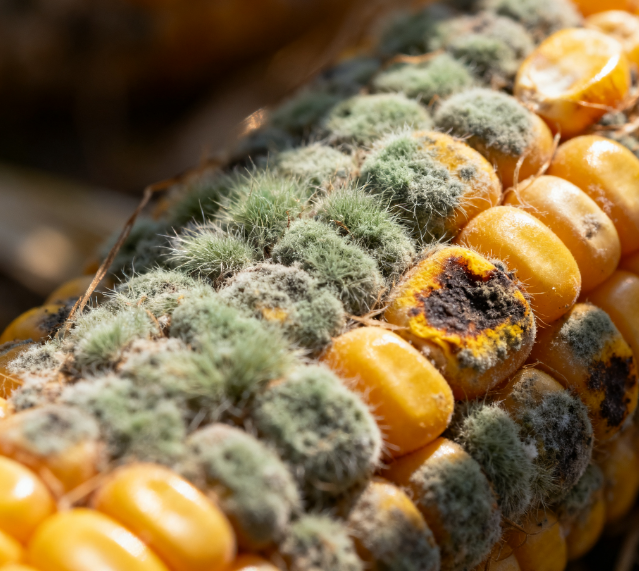 實(shí)驗(yàn)室用真菌毒素檢測儀的工作原理是什么?如何選擇適合自己實(shí)驗(yàn)室的真菌毒素檢測儀?